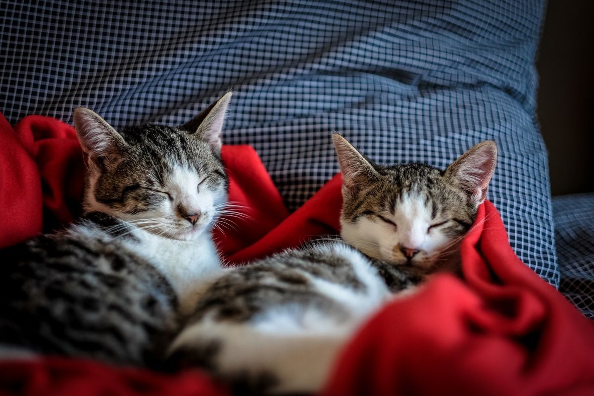 How many cats can you own?