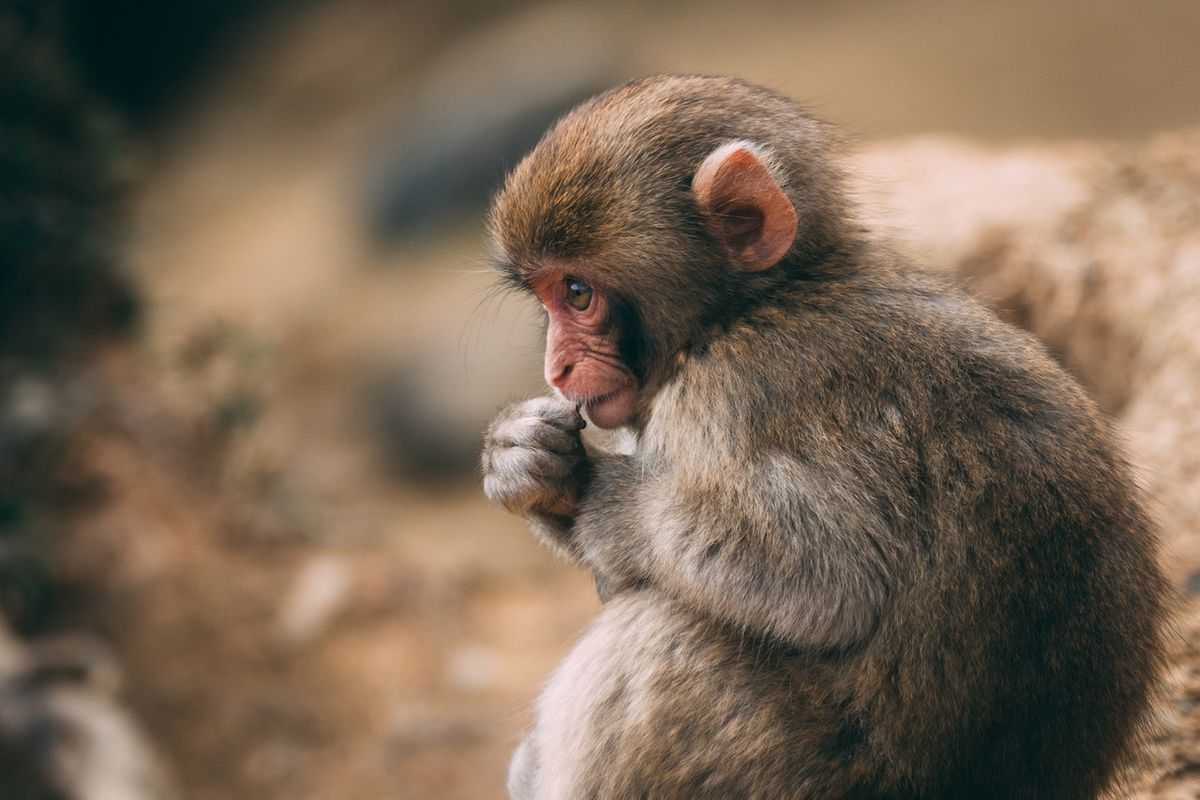 Where is it legal to own a monkey?
