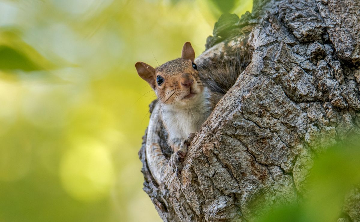 Is It Legal To Have A Pet Squirrel?
