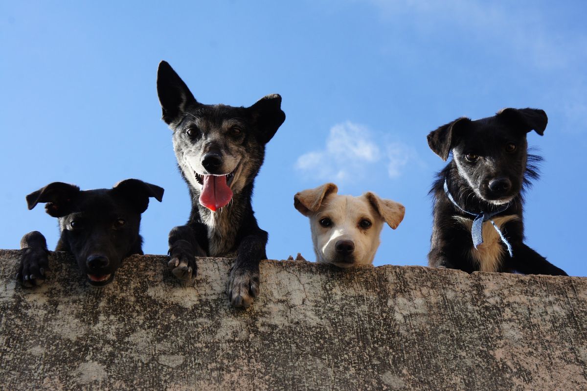 How many dogs can you have?