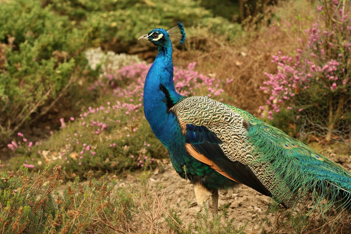 Is it legal to own a peacock?