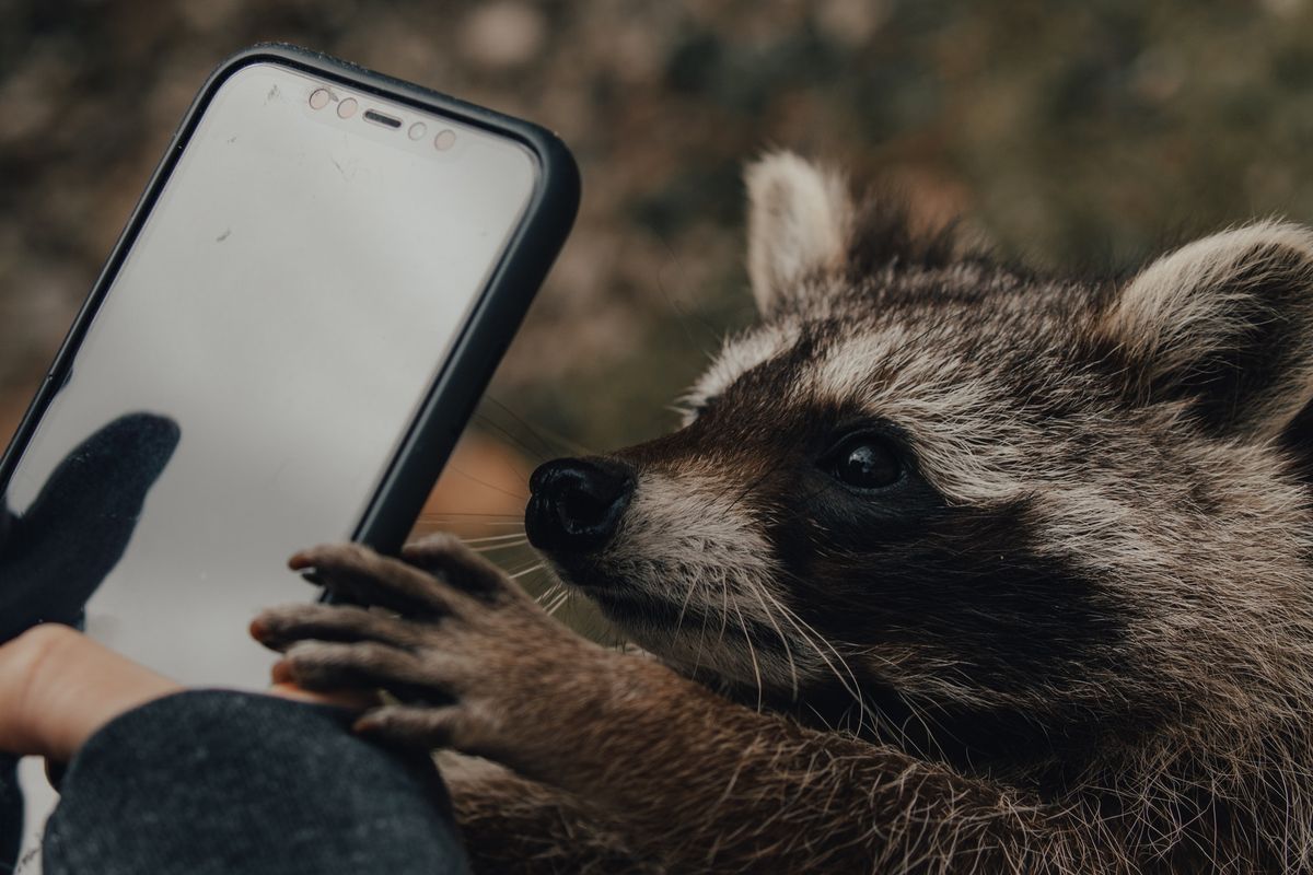 Is It Legal to Own a Raccoon in Canada?