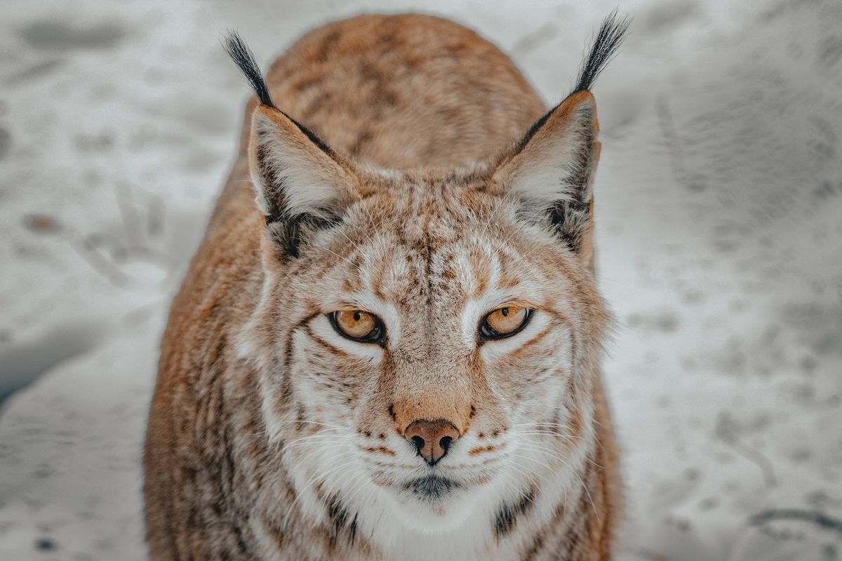 Is It Legal to Own a Lynx?