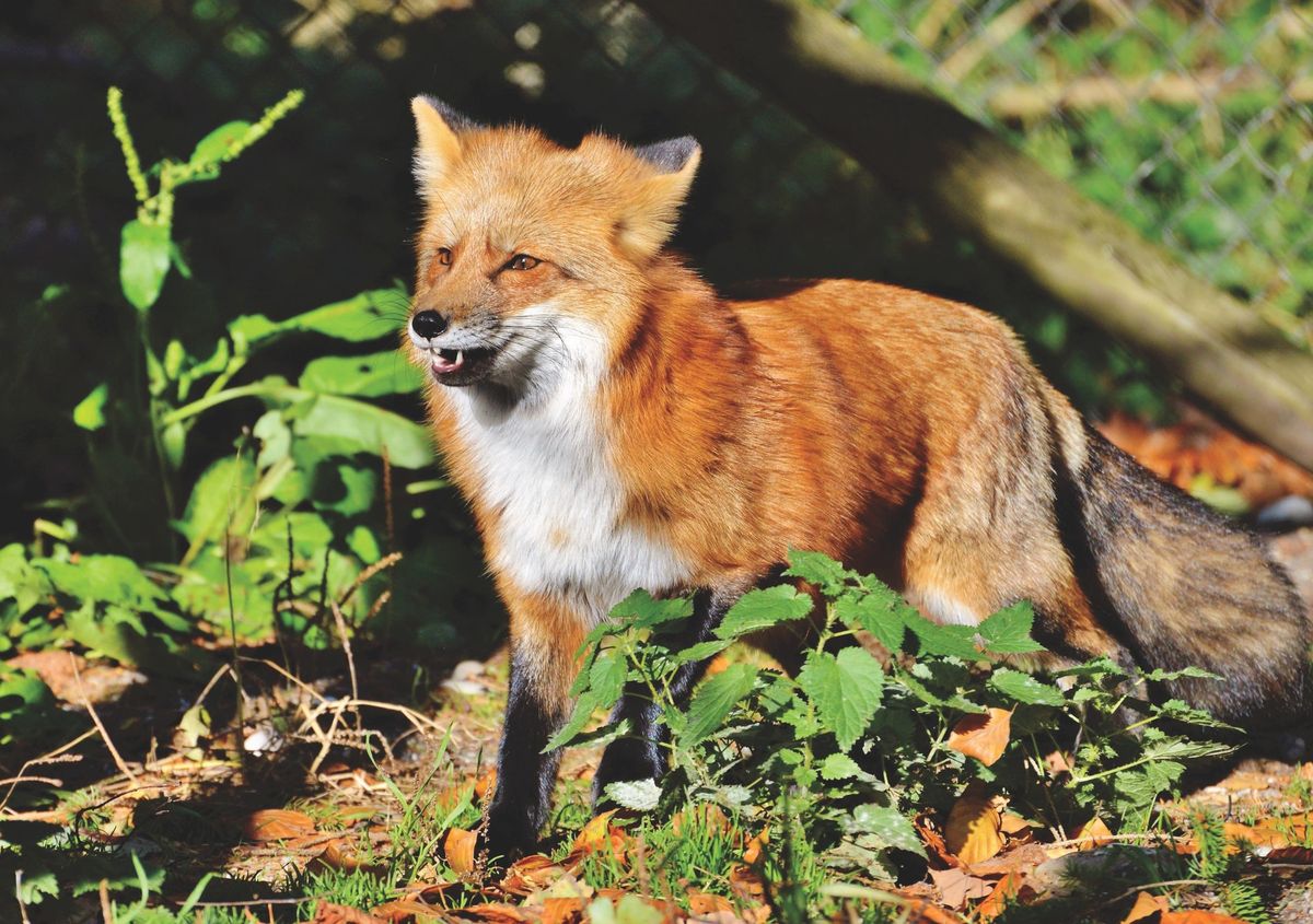 Where Can You Own A Fox?