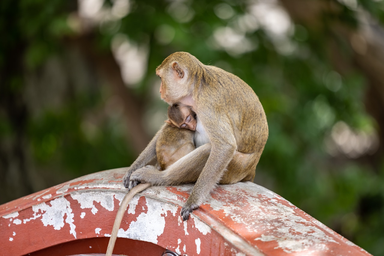 Where is it legal to own a monkey? Lawyer Blogger